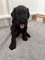 Orange , a male Giant Schnauzer and Schnoodle for sale in San Diego, CA – 2 of 4