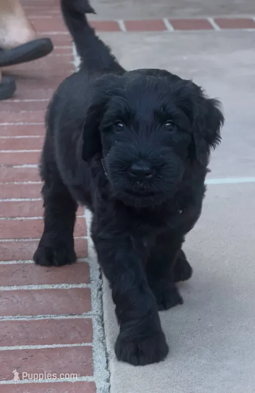 Lilo - Gray – Giant Schnauzer, Schnoodle puppy for sale in San Diego, CA