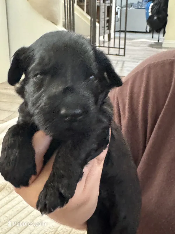 Dark Green – Giant Schnauzer, Schnoodle puppy for sale in San Diego, CA