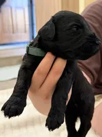 Dark Green, a male Giant Schnauzer and Schnoodle for sale in San Diego, CA – 3 of 4