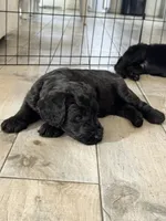 Red Boy, a male Giant Schnauzer and Schnoodle for sale in San Diego, CA – 6 of 6