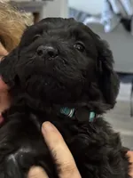 Light Blue Girl, a female Giant Schnauzer for sale in San Diego, CA – 5 of 6