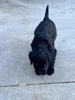 Einstein - Dark Green, a male Giant Schnauzer and Schnoodle for sale in San Diego, CA – 6 of 8