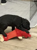 Odie -Lime green, a male Giant Schnauzer and Schnoodle for sale in San Diego, CA – 5 of 7