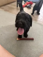 Garfield - Orange , a male Giant Schnauzer and Schnoodle for sale in San Diego, CA – 2 of 8
