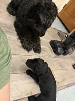 Lilo - Gray, a male Giant Schnauzer and Schnoodle for sale in San Diego, CA – 6 of 9