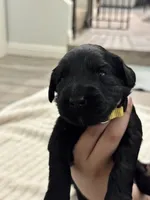Yellow , a female Giant Schnauzer and Schnoodle for sale in San Diego, CA – 3 of 5