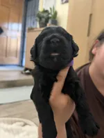 Purple Girl, a female Giant Schnauzer for sale in San Diego, CA – 4 of 5