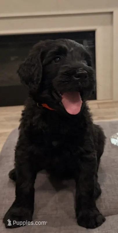 Garfield - Orange  – Giant Schnauzer, Schnoodle puppy for sale in San Diego, CA