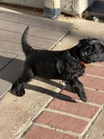 Garfield - Orange , a male Giant Schnauzer and Schnoodle for sale in San Diego, CA – 6 of 8