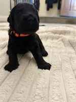 Orange , a male Giant Schnauzer and Schnoodle for sale in San Diego, CA – 4 of 4