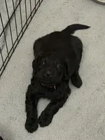 Red Boy, a male Giant Schnauzer and Schnoodle for sale in San Diego, CA – 4 of 6