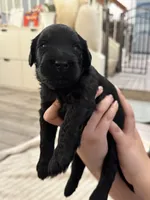 Lime green, a male Giant Schnauzer and Schnoodle for sale in San Diego, CA – 3 of 4