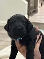 Light Blue Girl, a female Giant Schnauzer for sale in San Diego, CA – 2 of 6