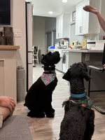 Charley -Yellow Girl, a female Giant Schnauzer and Schnoodle for sale in San Diego, CA – 8 of 8