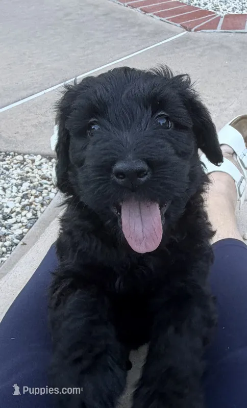 Lily - Purple Girl – Giant Schnauzer, Schnoodle puppy for sale in San Diego, CA