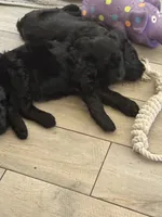 Light Blue Girl, a female Giant Schnauzer for sale in San Diego, CA – 3 of 6
