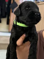 Lime green, a male Giant Schnauzer and Schnoodle for sale in San Diego, CA – 2 of 4