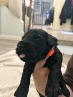 Orange , a male Giant Schnauzer and Schnoodle for sale in San Diego, CA – 3 of 4