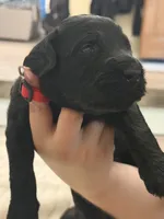 Red Boy, a male Giant Schnauzer and Schnoodle for sale in San Diego, CA – 2 of 6