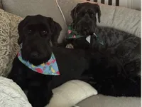 Charley -Yellow Girl, a female Giant Schnauzer and Schnoodle for sale in San Diego, CA – 6 of 8