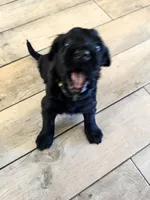 Charley -Yellow Girl, a female Giant Schnauzer and Schnoodle for sale in San Diego, CA – 4 of 8