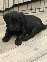 Lily - Purple Girl, a female Giant Schnauzer and Schnoodle for sale in San Diego, CA – 7 of 10