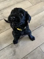 Charley -Yellow Girl, a female Giant Schnauzer and Schnoodle for sale in San Diego, CA – 5 of 8