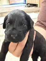 Dark Green, a male Giant Schnauzer and Schnoodle for sale in San Diego, CA – 4 of 4