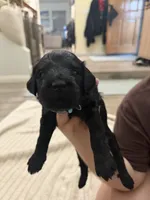 Light Blue Girl, a female Giant Schnauzer for sale in San Diego, CA – 4 of 6