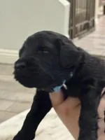 Light Blue Girl, a female Giant Schnauzer for sale in San Diego, CA – 1 of 6