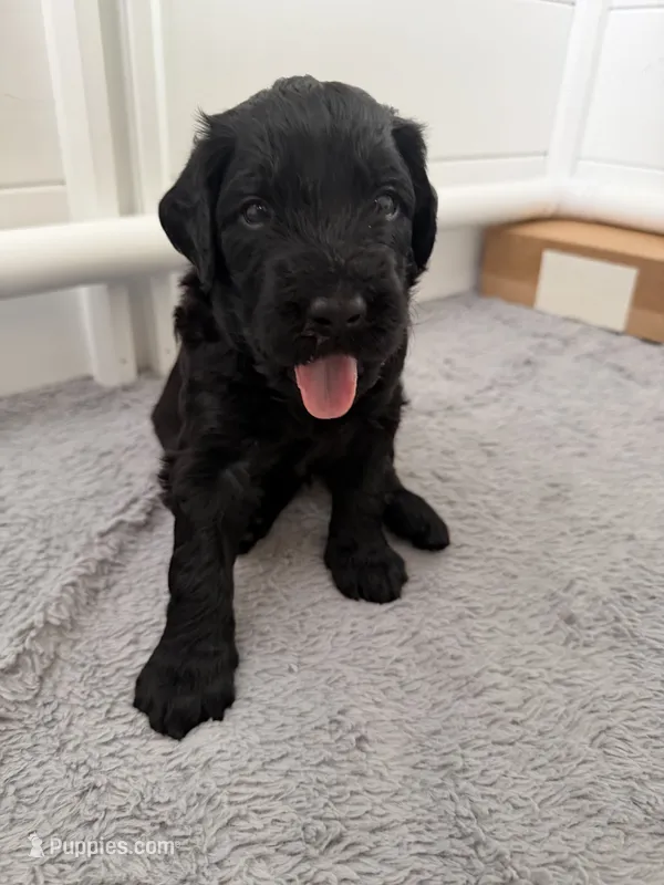 Orange  – Giant Schnauzer, Schnoodle puppy for sale in San Diego, CA