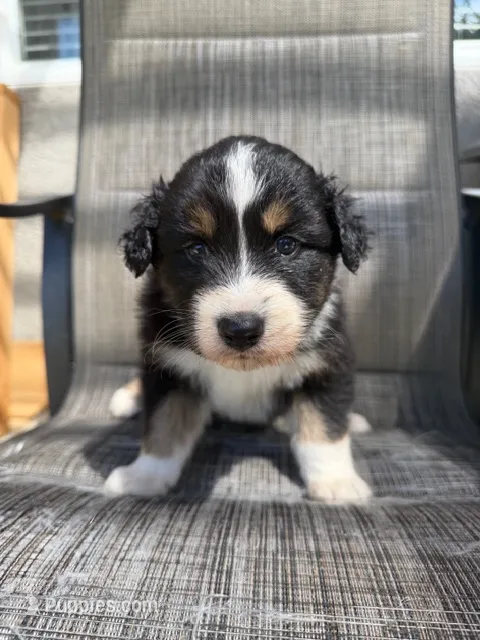 black tri 2 – Australian Shepherd puppy for sale in Stockton, CA