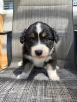 black tri 2, a male Australian Shepherd for sale in Stockton, CA – 1 of 4