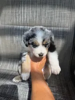 merle boy, a male Australian Shepherd for sale in Stockton, CA – 3 of 4