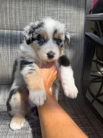merle boy, a male Australian Shepherd for sale in Stockton, CA – 4 of 4