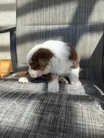 red boy 1, a male Australian Shepherd for sale in Stockton, CA – 3 of 4