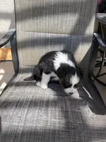 black tri 1, a male Australian Shepherd for sale in Stockton, CA – 3 of 4