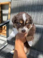 red boy 2, a male Australian Shepherd for sale in Stockton, CA – 2 of 4