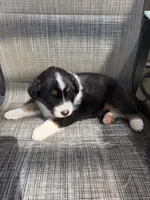 black tri 2, a male Australian Shepherd for sale in Stockton, CA – 3 of 4