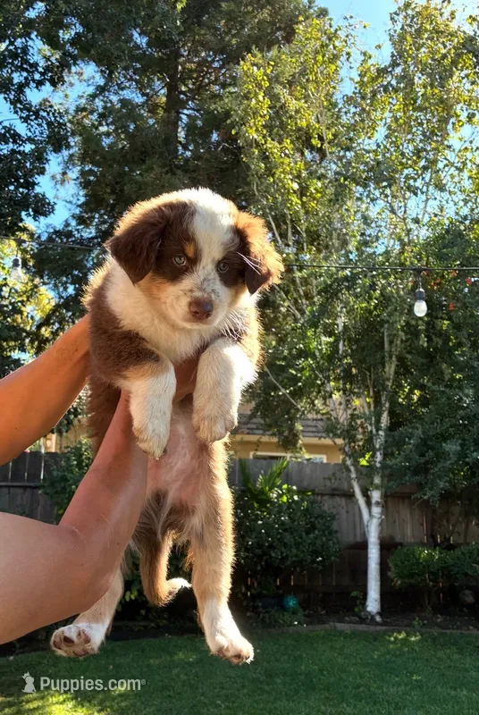 red boy 1 – Australian Shepherd puppy for sale in Stockton, CA