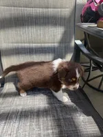 red boy 2, a male Australian Shepherd for sale in Stockton, CA – 3 of 4
