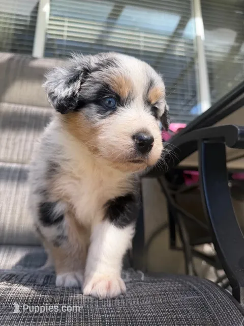 merle boy – Australian Shepherd puppy for sale in Stockton, CA