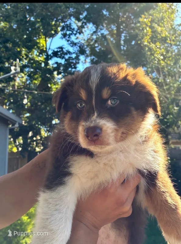red boy 2 – Australian Shepherd puppy for sale in Stockton, CA