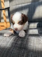 red boy 1, a male Australian Shepherd for sale in Stockton, CA – 4 of 4