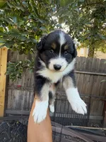 black tri 2, a male Australian Shepherd for sale in Stockton, CA – 4 of 4