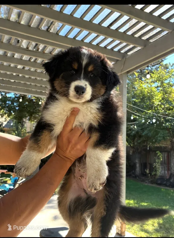 black tri 2 – Australian Shepherd puppy for sale in Stockton, CA