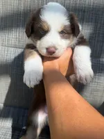 red boy 1, a male Australian Shepherd for sale in Stockton, CA – 2 of 4