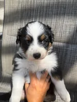 black tri 1, a male Australian Shepherd for sale in Stockton, CA – 4 of 4