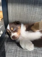 red boy 2, a male Australian Shepherd for sale in Stockton, CA – 4 of 4